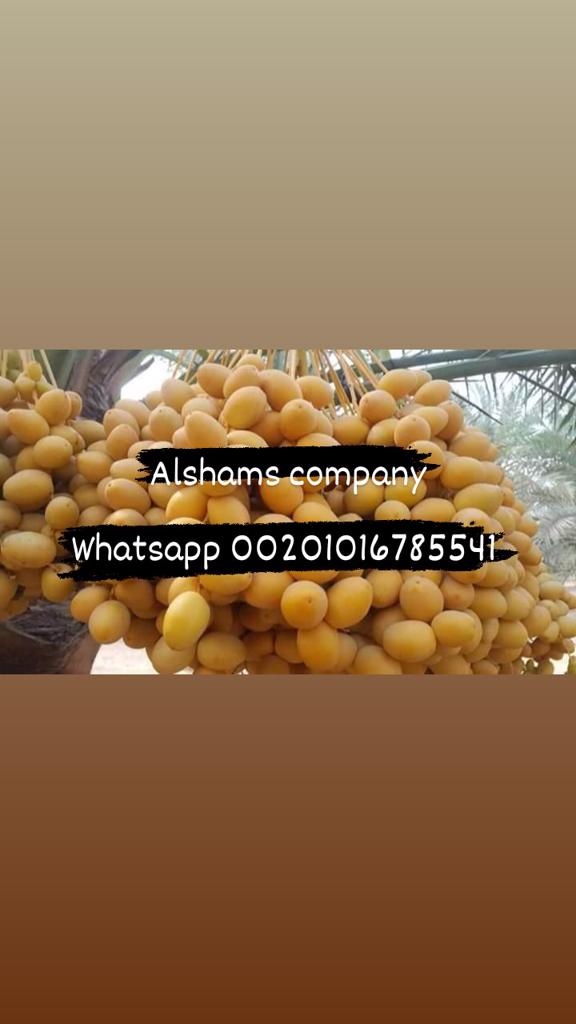 Product image - We are Alshams Company: Alshams company for general import and export.  
Our dates barhi from Egypt  , we also have all agricultural crops
You can order directly from the station , whether container or more containers
packing :   2 kg per carton or another , anything is possible!
We are pleased to receive your request and inquiries via e-mail
alshams.info@yahoo.com 
or via whatsapp:
+201016785541
